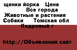 щенки йорка › Цена ­ 15 000 - Все города Животные и растения » Собаки   . Томская обл.,Кедровый г.